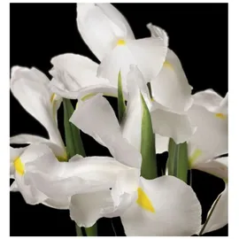 YODEYMA Tendenze Eau de Parfum 50 ml