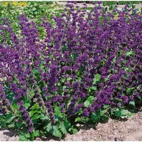 Pflanzen Für Dich Salvia verticillata 'Alba', weißblühend, ca. 9x9