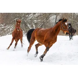 Fototapete PAPERMOON "Pferde im Schnee", bunt, B:4,00m L:2,60m, Vlies, Tapeten