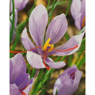 25 Echte Safran Krokusse Crocus Sativus Blumenzwiebeln