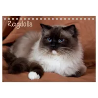 Calvendo Ragdolls (Tischkalender 2026 DIN A5 quer), CALVENDO Monatskalender: