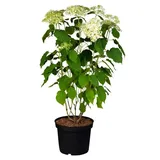 Pflanzen Für Dich Gehölze Hydrangea arborescens Annabelle, 1 St., Ballhortensie, Schneeballhortensie weiß