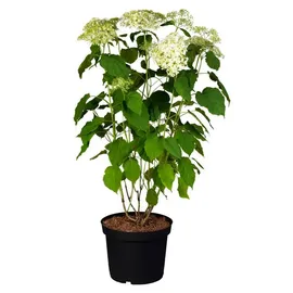 Pflanzen Für Dich Gehölze Hydrangea arborescens Annabelle, 1 St., Ballhortensie, Schneeballhortensie weiß