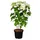 Pflanzen Für Dich Gehölze Hydrangea arborescens Annabelle, 1 St., Ballhortensie, Schneeballhortensie weiß