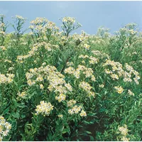 Pflanzen Für Dich Aster umbellatus 'Weißer Schirm', ca. 11x11