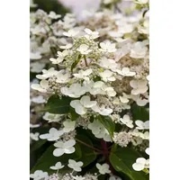 Pflanzen Für Dich Hydrangea paniculata 'CONFETTI', Rispenhortensie, 40–60 cm,