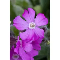 Pflanzen Für Dich Silene dioica Rote Lichtnelke, ca. 9x9