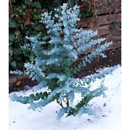 BALDUR Garten 1x Winterharter Eukalyptus Azura® im XXL-Topf, Pflanze im 15 cm-Topf, Eucalyptus gunnii, Azura, winterhart bis -20 °C, mehrjährig,