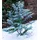 BALDUR Garten 1x Winterharter Eukalyptus Azura® im XXL-Topf, Pflanze im 15 cm-Topf, Eucalyptus gunnii, Azura, winterhart bis -20 °C, mehrjährig,
