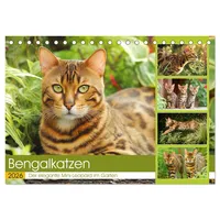 Calvendo Bengalkatzen. Der elegante Mini-Leopard im Garten (Tischkalender 2026