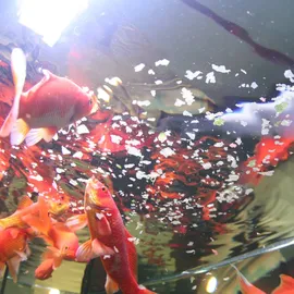 JBL Fischfutter Pronovo RedFlakes M Fischfutterflocken 1000 ml