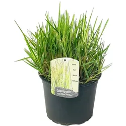 Plant in a Box - Reitgras - Calamagrostis acutiflora x 'Overdam' - Höhe 20-30cm - Topf 23cm