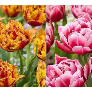 KEYZERS® gefüllte Tulpen Columbus & Cilesta Rarität 2 Sorten, 24 Zwiebeln