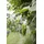 Luxform LED-Lichterkette Silber 4,65 m