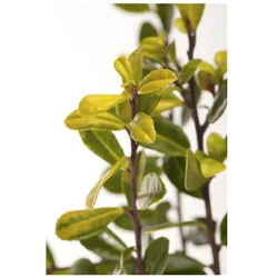 Ilex crenata 'Golden Gem', Japanische Stechpalme, goldgelb, 25–30 cm