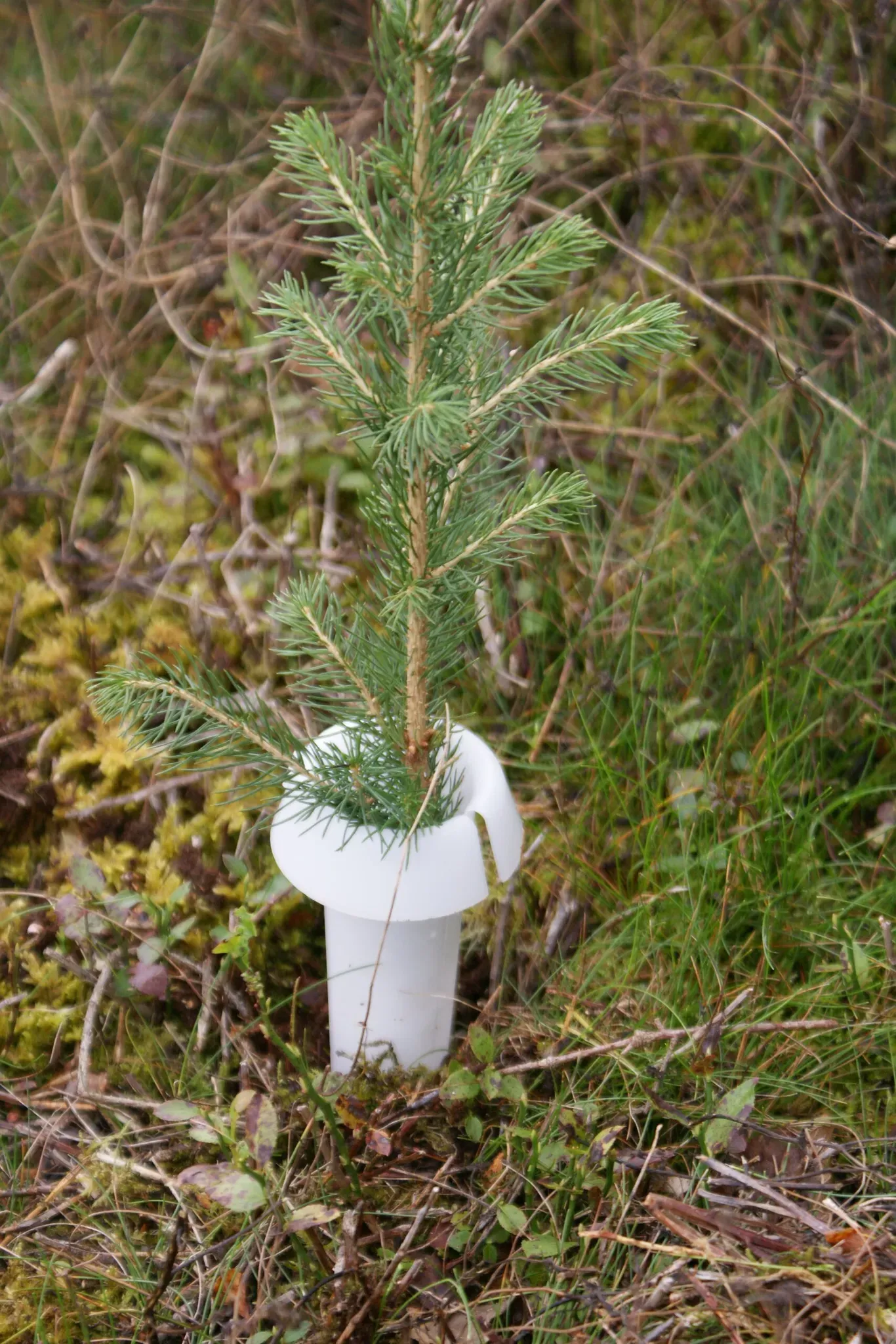 PlantaGard Rüsselkäferschutzkragen HyloPro (PP)