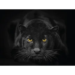 EUROART Glasbild 30 x 40 cm Black Panther III Glas Schwarz