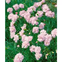 Pflanzen Für Dich Dianthus plumarius 'Altrosa', Federnelke, zartrosa, ca.