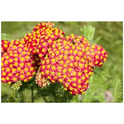 Achillea filipendulina 'Feuerland', Schafgarbe, orange-rot, ca. 9x9 cm Topf