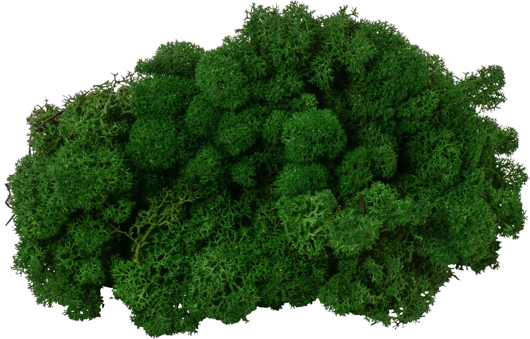 Rentier Moos 1kg Premium forest grü