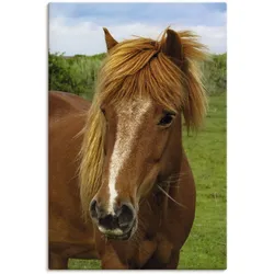 Artland Leinwandbild »Hallo Pferd«, Haustiere, (1 St.), auf Keilrahmen gespannt Artland Farbe Bild(er): braun