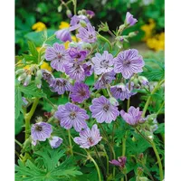 Pflanzen Für Dich Geranium renardii 'Terre Franche', Storchschnabel, ca.