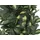 Europalms Schefflera, 120cm