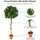 Homescapes Kunstbaum, Ficus formgeschnitten, 125 cm,