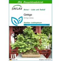 SAFLAX - Bonsai - Ginkgo - 4 Samen -