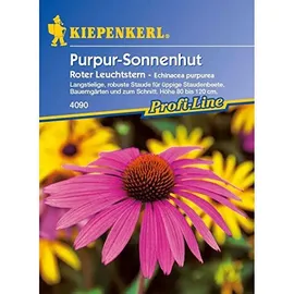 Kiepenkerl Echinacea purpurea Sonnenhut Roter Leuchtstern