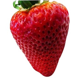 riesen erdbeeren