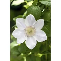 Pflanzen Für Dich Clematis Hybride 'Apollonia' 2L 60- 100
