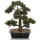 bümö Bümö, Kunstpflanzen, Kunstpflanze Bonsai Bäumchen (44 cm)
