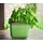 Gusta Garden Herbs Buddy 15,3 x 14,8 x 14 cm Dunkelgrün Komplettset