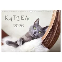 Calvendo Katzen 2026 (Wandkalender 2026 DIN A4 quer), CALVENDO