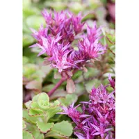 Pflanzen Für Dich Sedum spurium Purpurteppich Teppich-Fetthenne, purpurrot, ca.