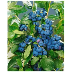 Vaccinium corymbosum 'Patriot', Heidelbeere, 40–60 cm, ertragreich