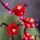LEGO Botanicals Pflaumenblüte 10369