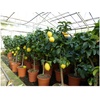Grünwaren: echter Zitronenbaum 70 - 100 cm Zitrone Citrus Limon Zitruspflanze