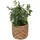 Atmosphera Créateur d'intérieur Künstlicher Eukalyptus in grün | Gr.: onesize