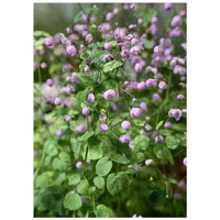 Pflanzen Für Dich Thalictrum delavayi 'Hewitt's Double', Wiesenraute, lila,