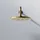 Steinberg Regenbrause Ø 22 cm, rund, EasyClean, brushed Gold (3401686BG)