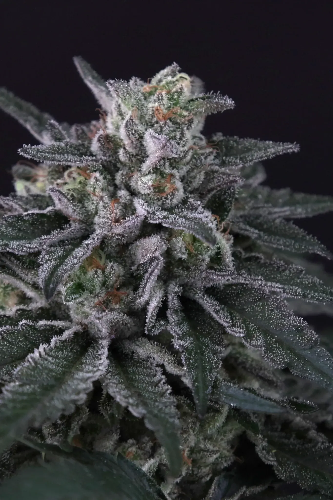 Paradise Seeds Gulupa 5 Samen