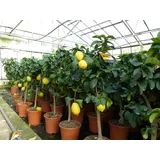grünwaren gruenwaren jakubik Zitronenbaum 70 - 100 cm Zitrone Citrus Limon Zitruspflanze