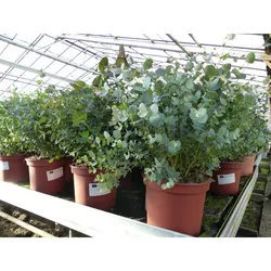 XXL Eucalyptus Gunni Gunnii Busch Eukalyptusbaum 50 - 65 cm, Pflanze winterhart