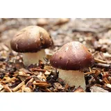 Braunkappen-Spezialpilzbrut Bio 7 Liter