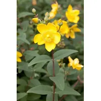 Pflanzen Für Dich Hypericum moserianum 20-30