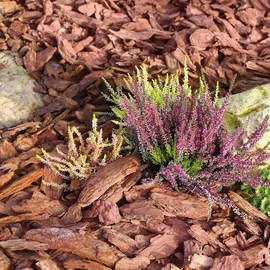 Galamio Rindenmulch Pinie Deko Plus 60l x 26 Sack 1560l