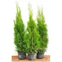 Thuja occidentalis 'Smaragd', Lebensbaum, immergrün, 80–100 cm