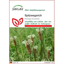 SAFLAX - Englischer Wegerich - Spitzwegerich - Plantago lanceolata